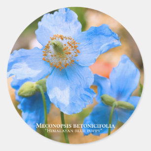 Meconopsis betonicifolia [Round Seal] Round Seal