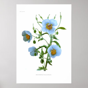 Meconopsis wallichiana (M wallichii) Poster