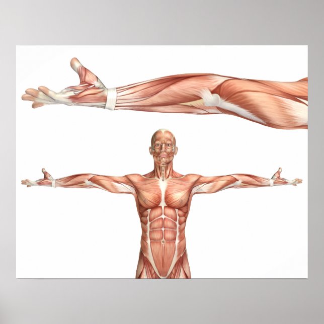 medical figure showing elbow supination poster (Front)