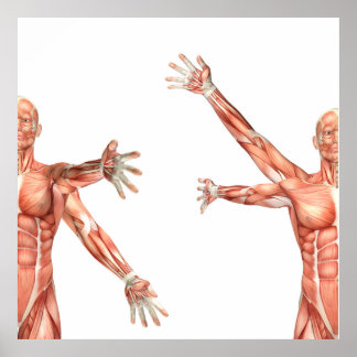 medical figure showing shoulder circumduction poster