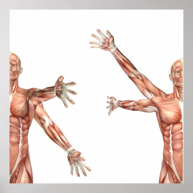 medical figure showing shoulder circumduction poster (Front)