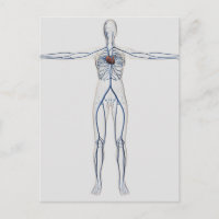 Medical Illustration: Female Circulatory System 1