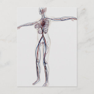 Medical Illustration: Female Circulatory System 2 Postcard