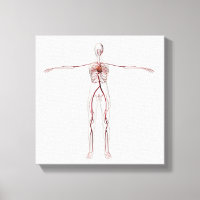 Medical Illustration: Female Circulatory System 3