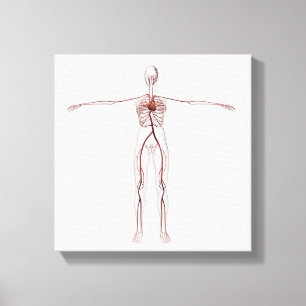 Medical Illustration: Female Circulatory System 3 Canvas Print