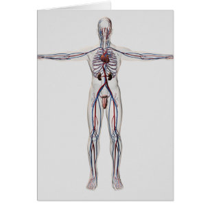 Medical Illustration: Male Reproductive System 1