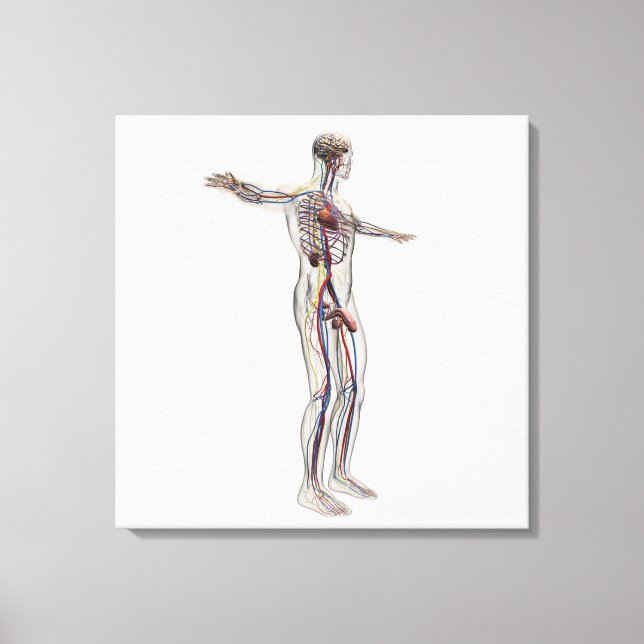 Medical Illustration: Male Reproductive System 2 Canvas Print (Front)
