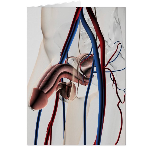 Medical Illustration: Male Reproductive System 4 (Front)