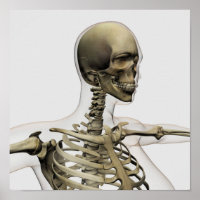 Medical Illustration Of A Woman'S Skull And