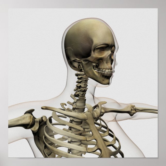 Medical Illustration Of A Woman'S Skull And Poster (Front)