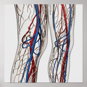 Medical Illustration Of Arteries 1 Poster