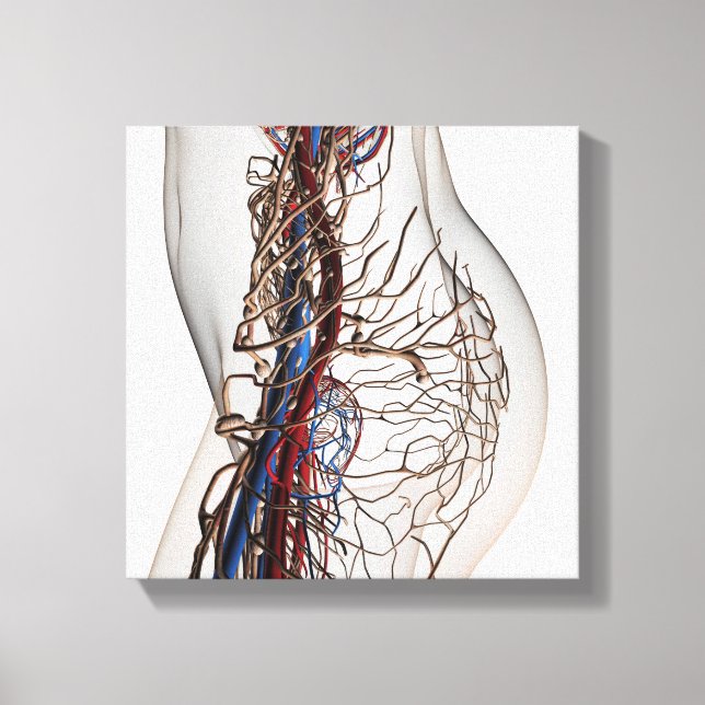 Medical Illustration Of Arteries 2 Canvas Print (Front)