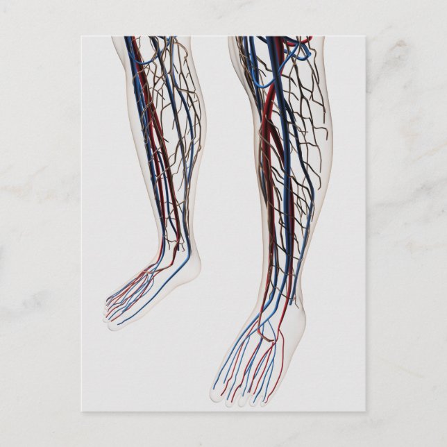 Medical Illustration Of Arteries 3 Postcard (Front)