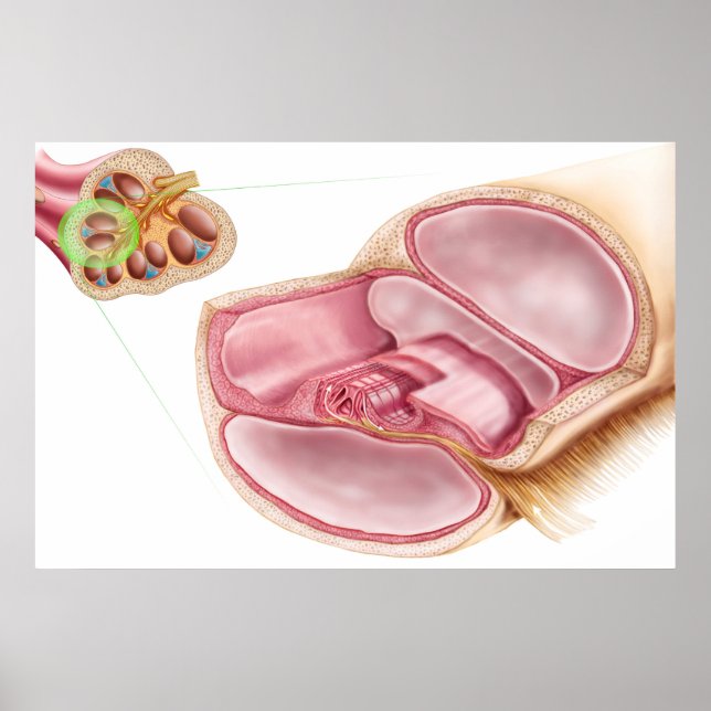 Medical Illustration Of Endolymph Poster (Front)