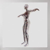 Medical Illustration Of Female Arteries, Veins