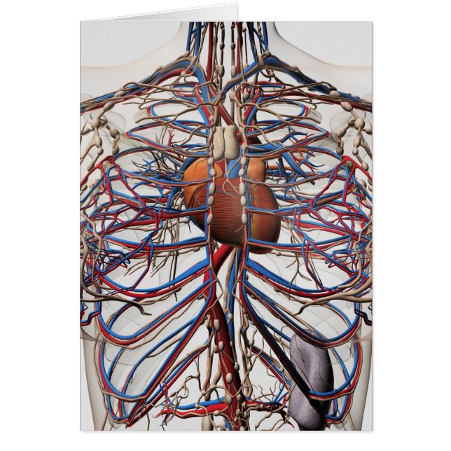 Medical Illustration Of Female Breast Arteries (Front)