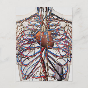 Medical Illustration Of Female Breast Arteries Postcard