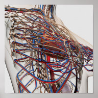 Medical Illustration Of Female Breast Arteries