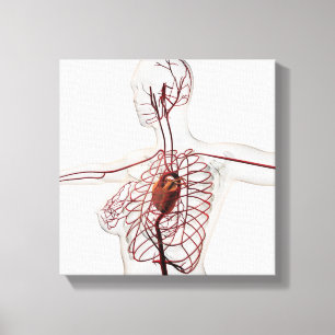 Medical Illustration Of Female Circulatory System Canvas Print
