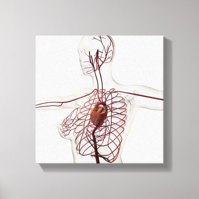 Medical Illustration Of Female Circulatory System Canvas Print (Front)