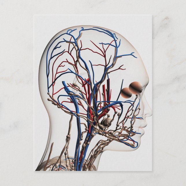 Medical Illustration Of Head Arteries 1 Postcard (Front)