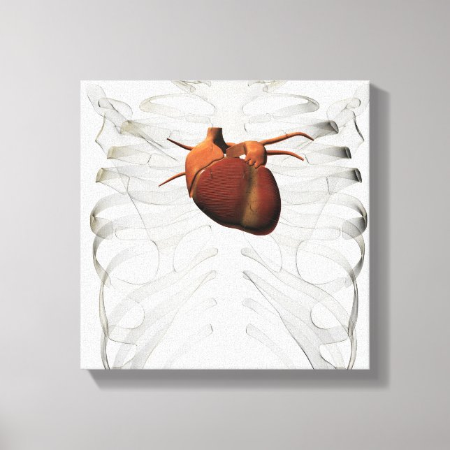 Medical Illustration Of Human Heart And Rib Cage Canvas Print (Front)
