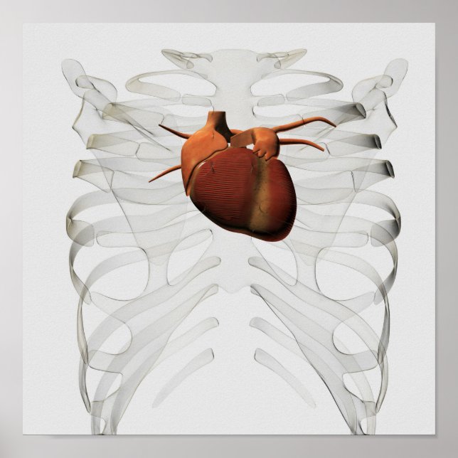Medical Illustration Of Human Heart And Rib Cage Poster (Front)
