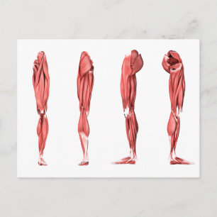 Medical Illustration Of Human Leg Muscles Postcard