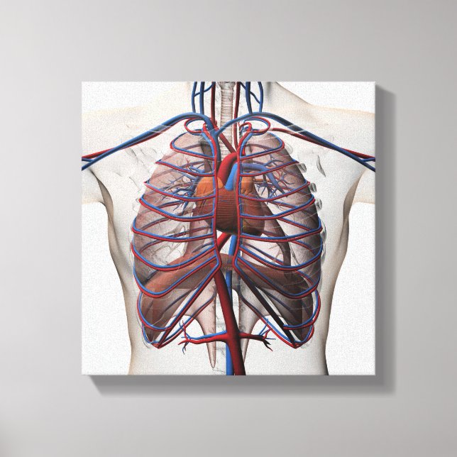 Medical Illustration Of Male Chest Canvas Print (Front)
