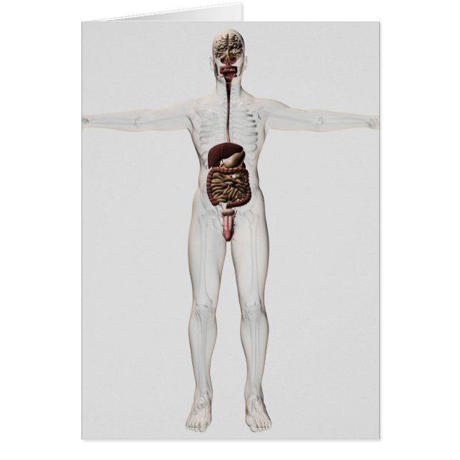 Medical Illustration Of Male Digestive System (Front)