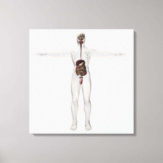 Medical Illustration Of Male Digestive System Canvas Print (Front)