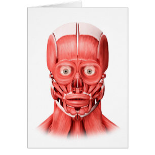 Medical Illustration Of Male Facial Muscles 1