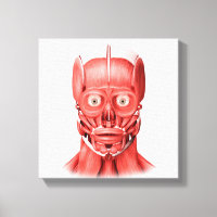 Medical Illustration Of Male Facial Muscles 1