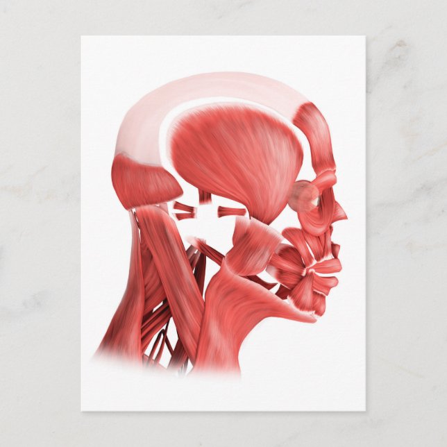 Medical Illustration Of Male Facial Muscles 2 Postcard (Front)