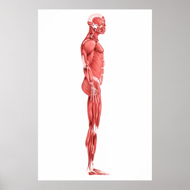 Medical Illustration Of Male Muscular System 1 Poster (Front)