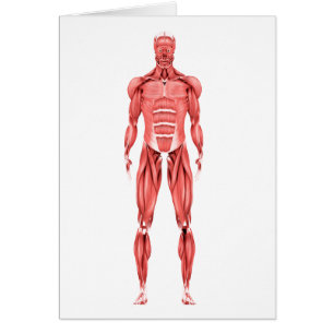 Medical Illustration Of Male Muscular System 2