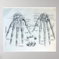 Medical Illustration of the bones of the hand