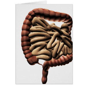 Medical Illustration Of The Large Intestine