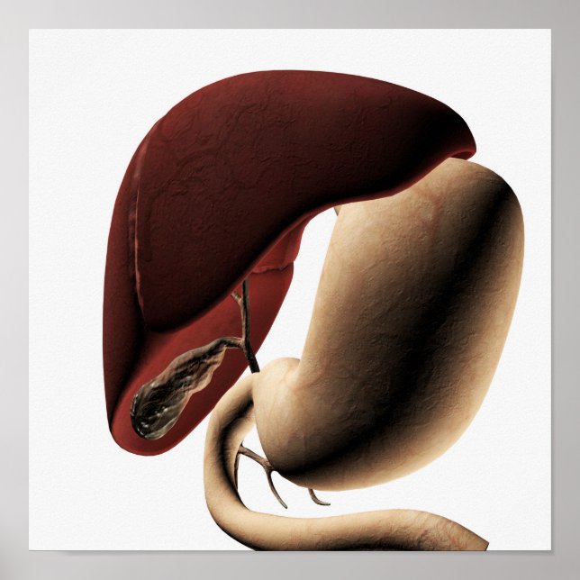 Medical Illustration Of The Liver And Stomach Poster (Front)