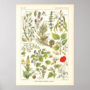 Medicinal Plants Calming Emollient Print in French
