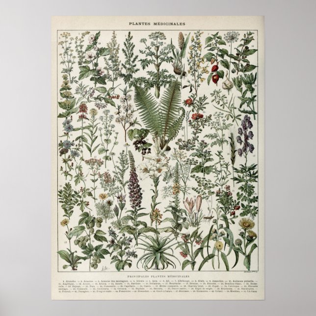 Medicinal Plants Illustration Vintage Print (Front)