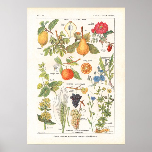 Medicinal Plants Refreshing Print in French (Front)