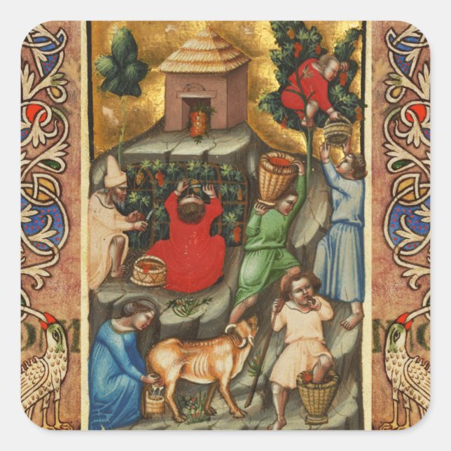 MEDIEVAL GRAPE VINEYARD HARVEST Antique Grapevine  Square Sticker (Front)