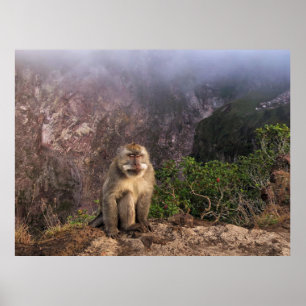 Meditating Macaque in the Mist Poster