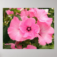 Mediterranean Annual Mallow flower. Lavatera
