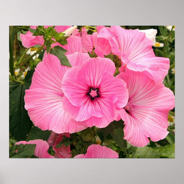 Mediterranean Annual Mallow flower. Lavatera Poster (Front)