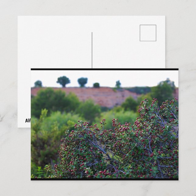 Mediterranean Buckthorn in Canyon Postcard (Front/Back)