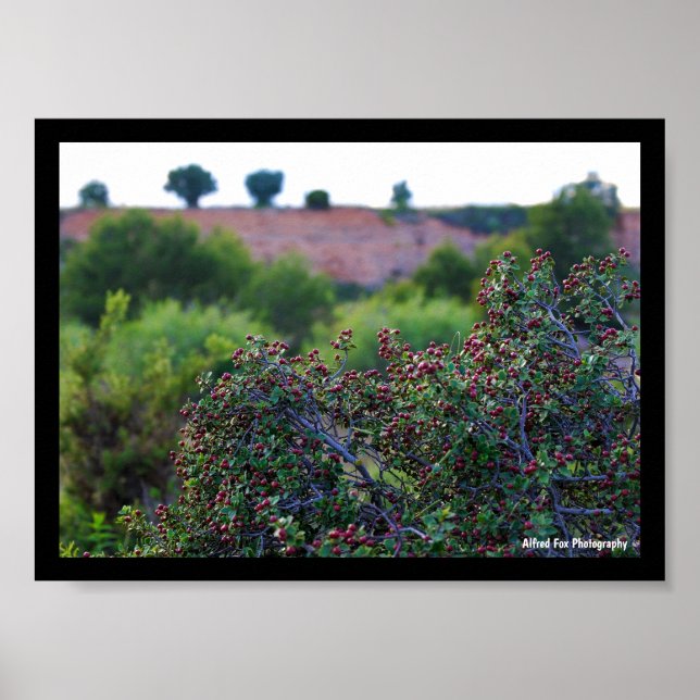 Mediterranean Buckthorn in Canyon Poster (Front)