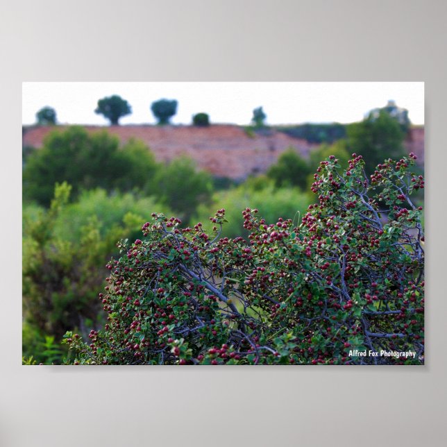 Mediterranean Buckthorn in Canyon Poster (Front)