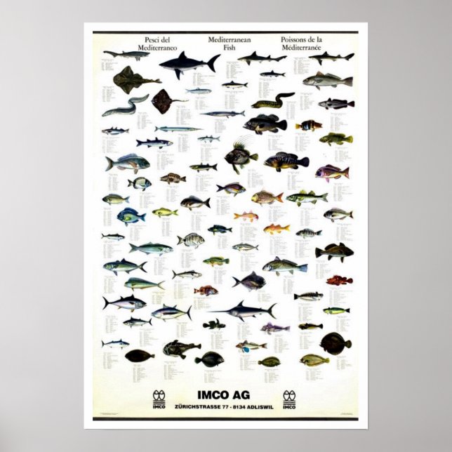 Mediterranean Fish Vintage Repro. Print (Front)